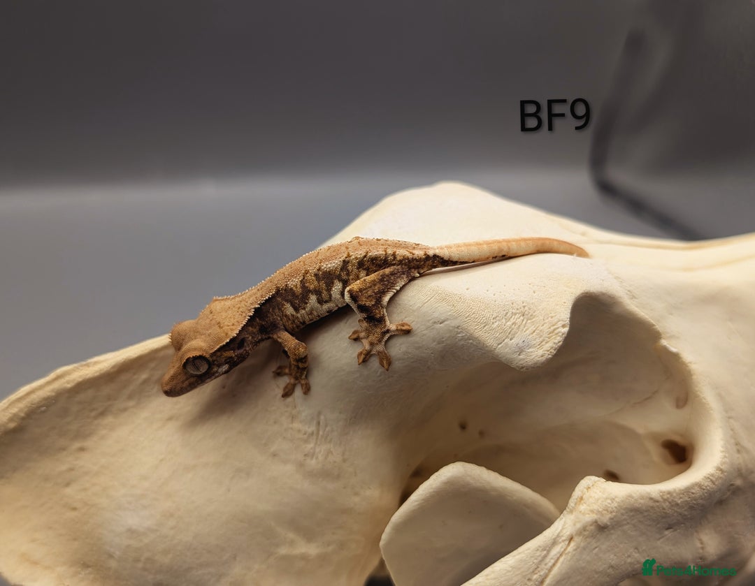 Gecko reptiles for sale: Red Tri Colour Harlequin Crested Gecko CB25  - Image 3