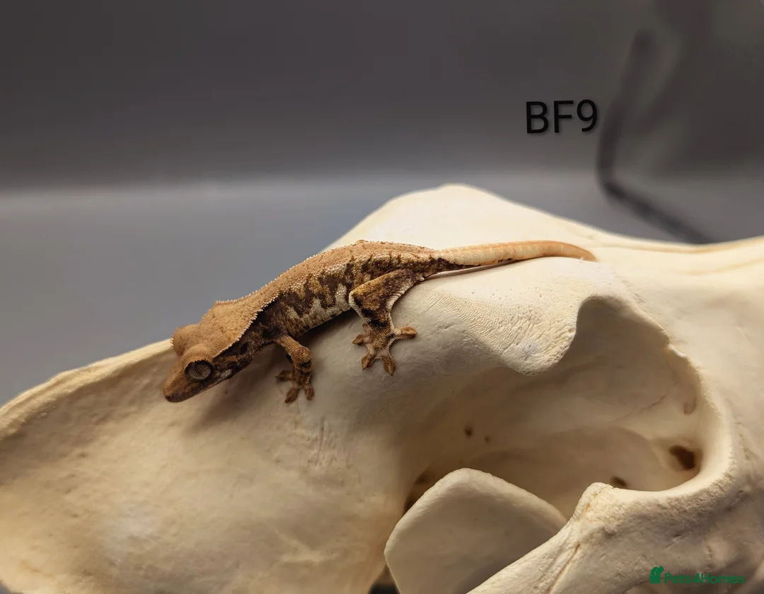 Gecko reptiles for sale: Red Tri Colour Lily White Crested Gecko CB25  - Advert 3