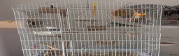Budgerigars birds for sale: 2 Budgies (EVERHTHING INCLUDED) - Advert 2