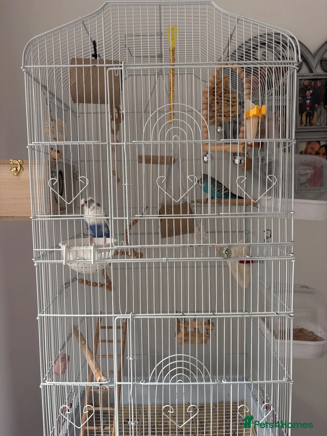 Budgerigars birds for sale: 2 Budgies (EVERHTHING INCLUDED) - Advert 2