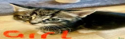 Mixed Breed cats for sale: Bengal x tabby  - Advert 7