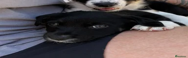 Border Collie 2 (Delilah)