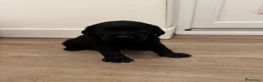 Labrador Retriever 6