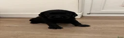 Labrador Retriever dogs for sale: Black Labrador puppies for sale  - Advert 7