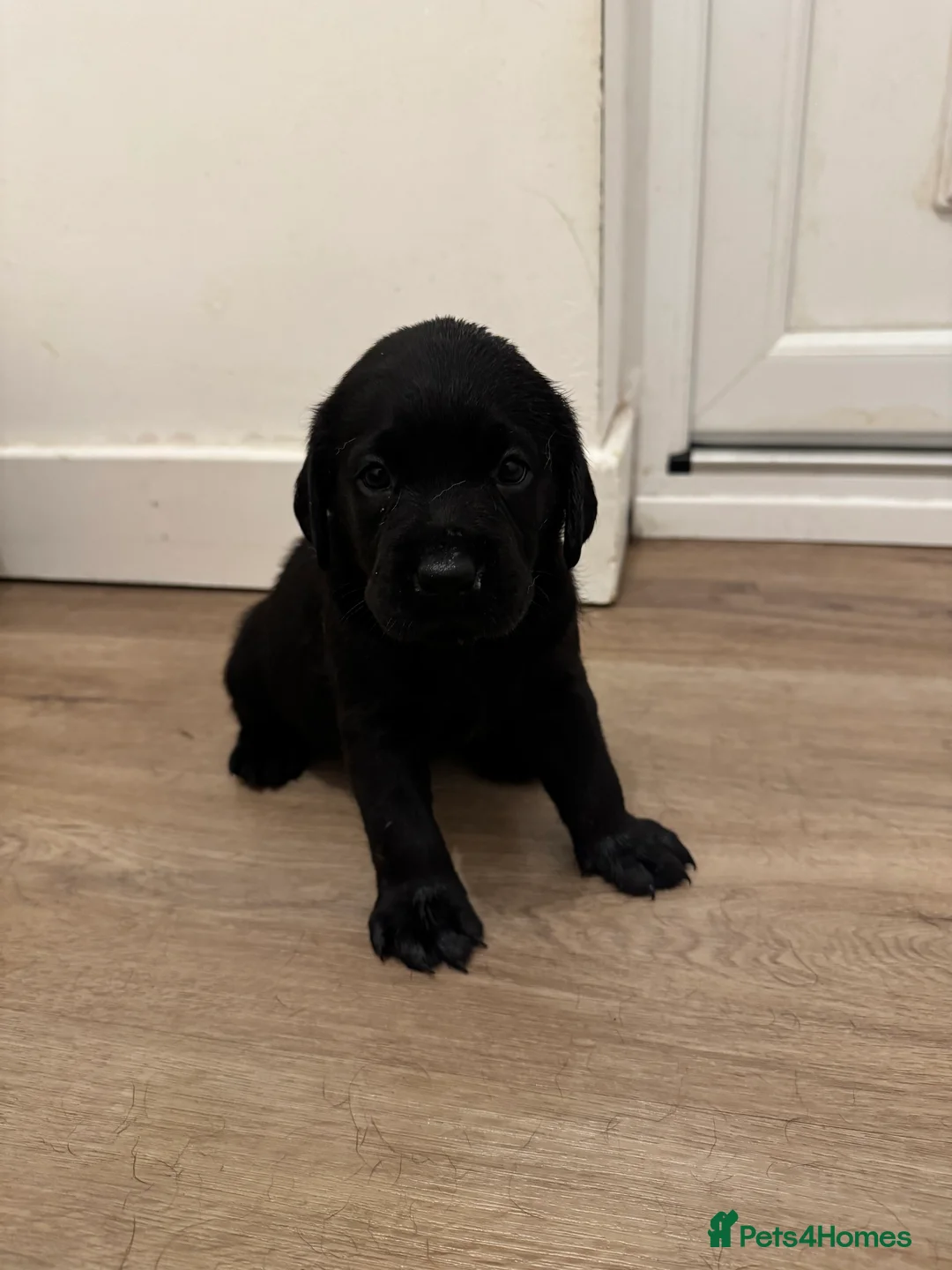 Labrador Retriever dogs for sale: Black Labrador puppies for sale  - Advert 7