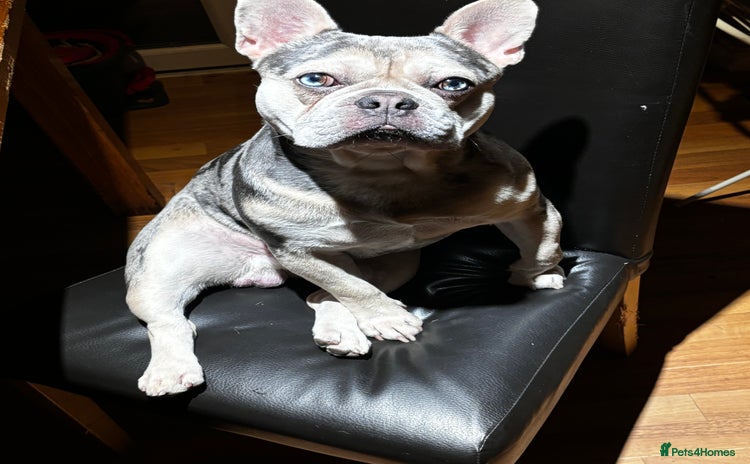 French Bulldog dogs - Advert 1
