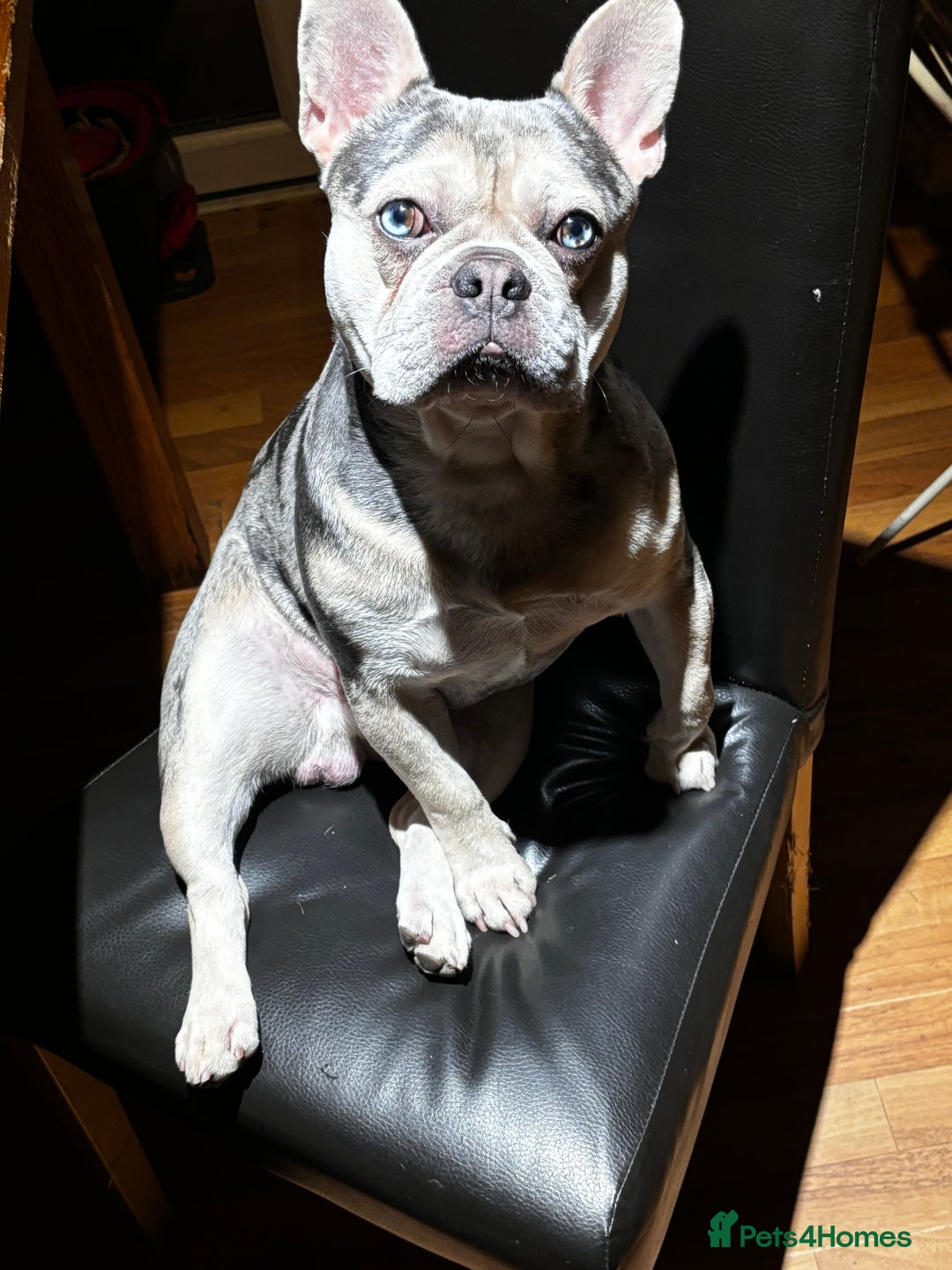 French Bulldog dogs for sale: Hugo French bull dog  - Image 1