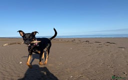 German Shepherd dogs for stud: Willow  - Advert 1