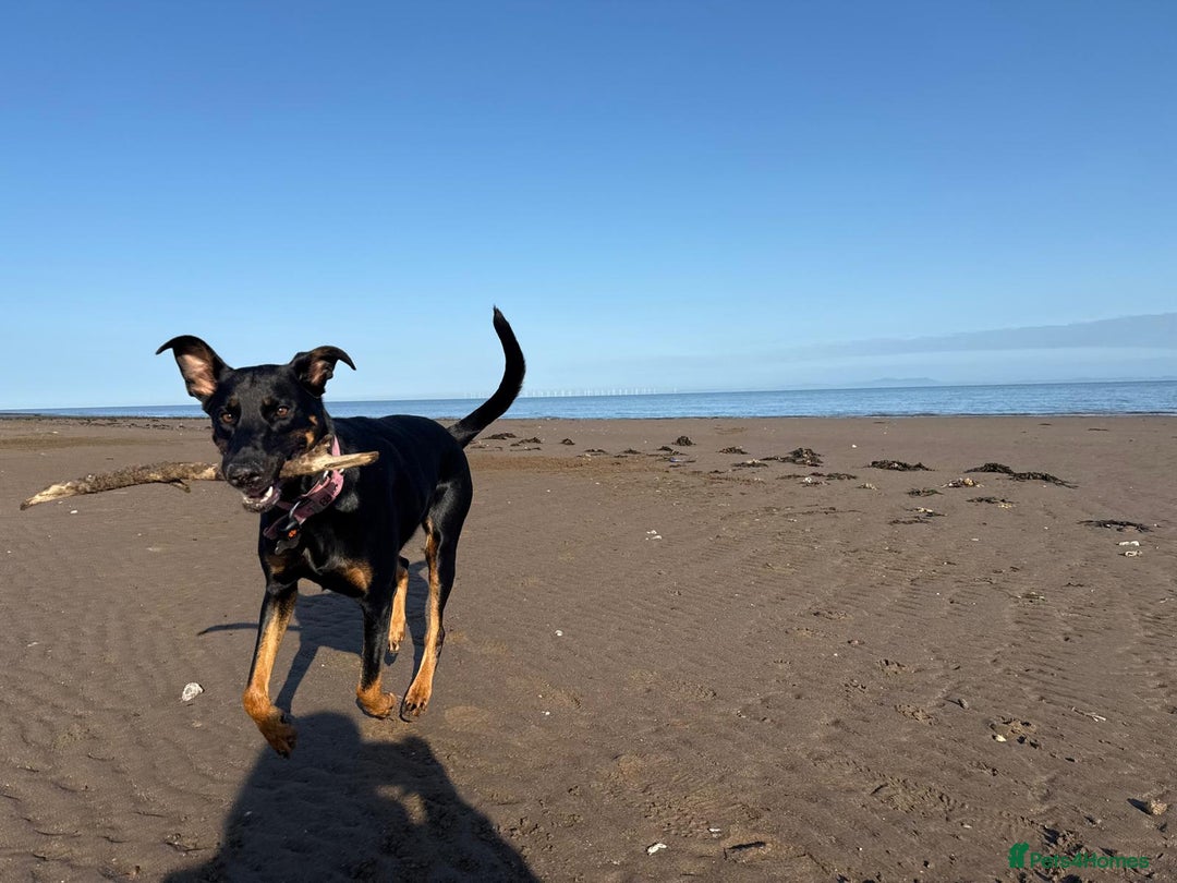 German Shepherd dogs for stud: Willow  - Advert 1