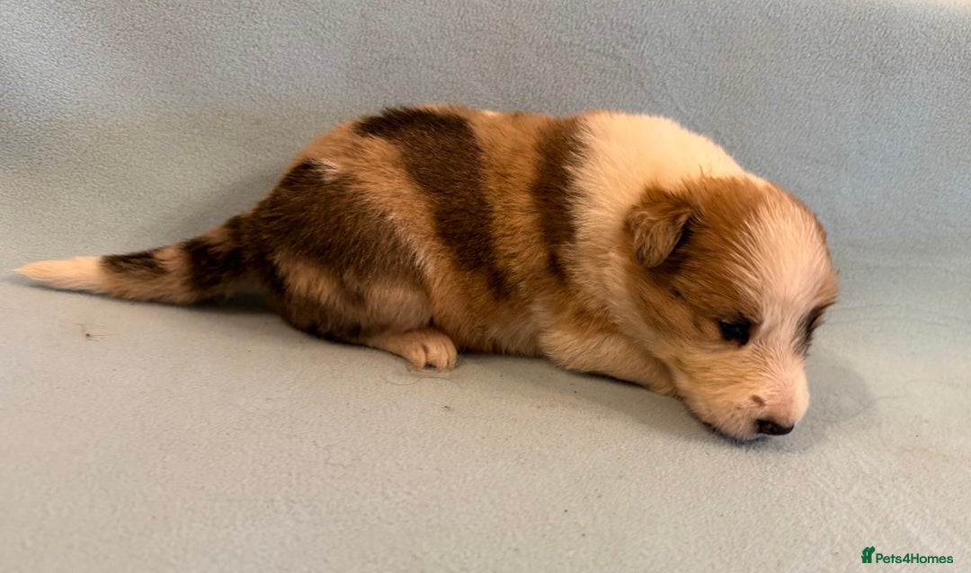 Border Collie dogs for sale: Beautiful border collie pups  - Image 5