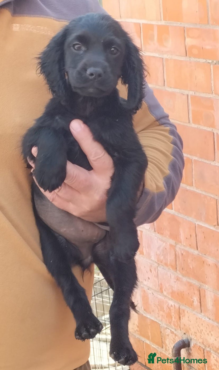 Sprocker dogs Sprocker pups. Beautiful pups ready NOW - Advert 2