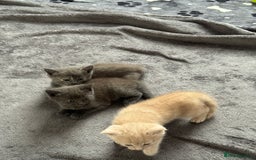 Domestic Shorthair cats for sale: 3 kittens(ginger,grey) ready to join their new hom - Image 10