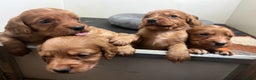 Cocker Spaniel dogs for sale: Beautiful Dark Red KC Registered Cocker Pups - Advert 15