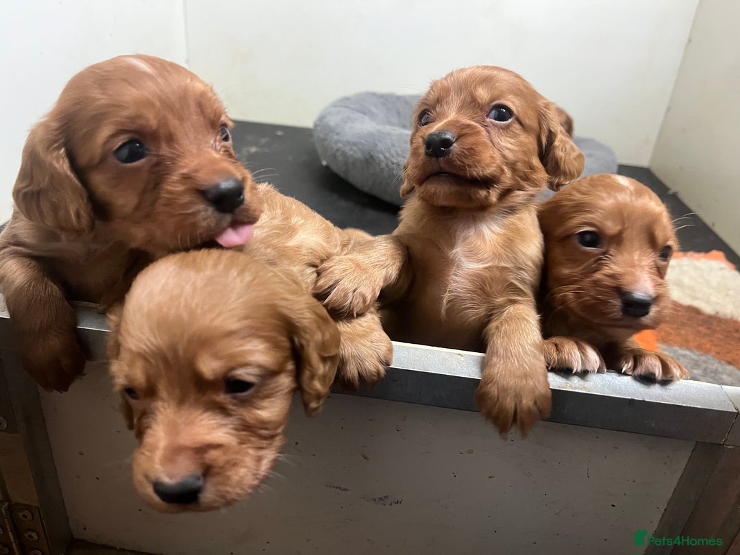 Cocker Spaniel dogs for sale: Beautiful Dark Red KC Registered Cocker Pups - Advert 15