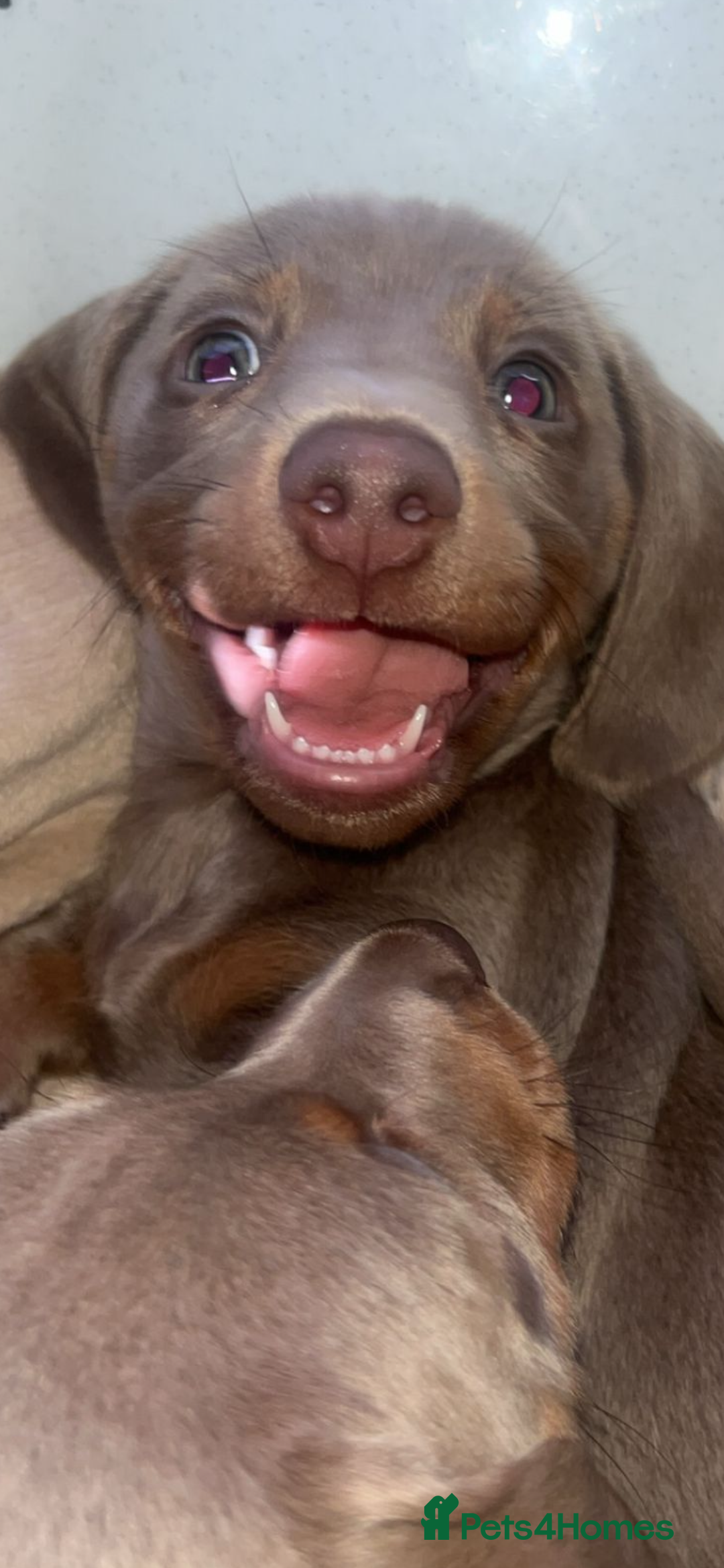 Miniature Dachshund dogs for sale: Miniature dachshund puppies  - Image 15