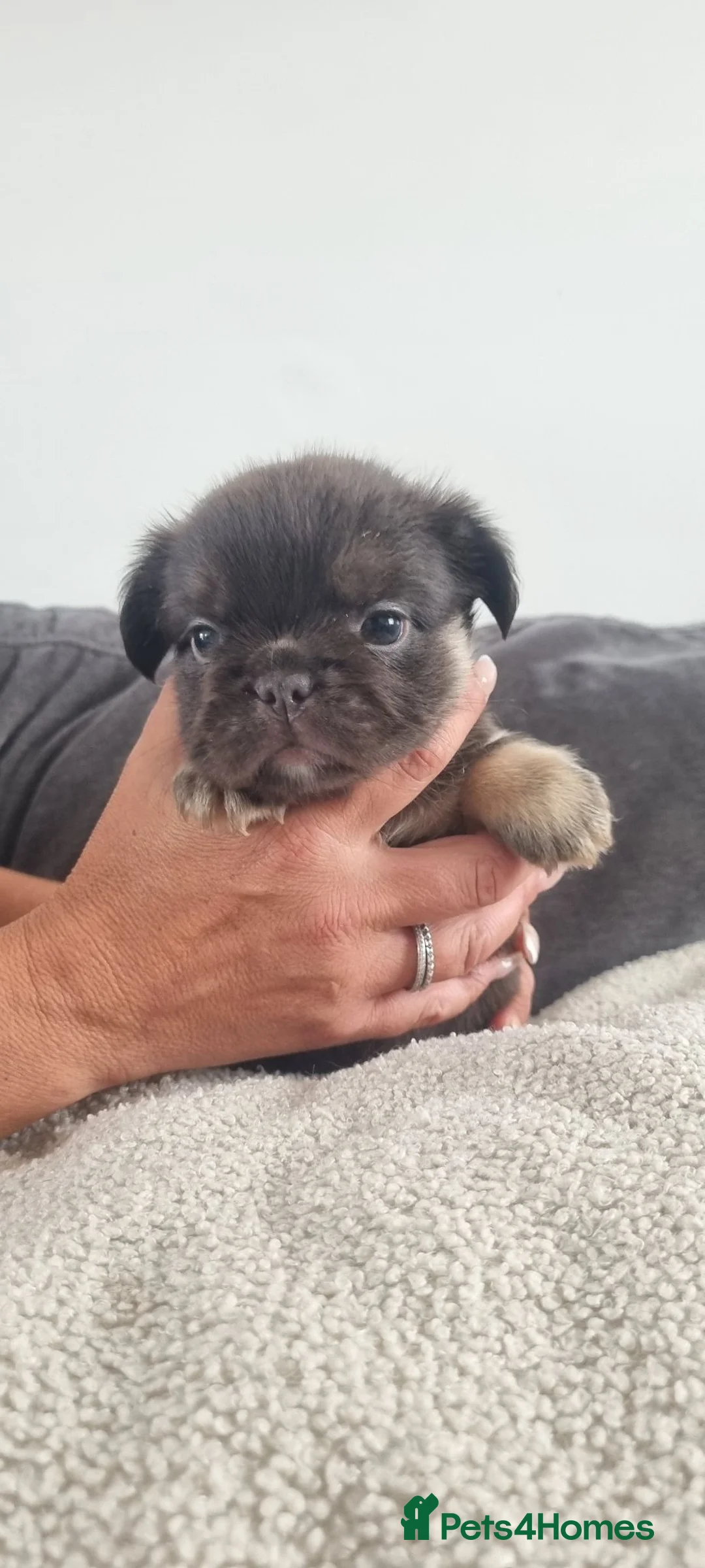 French Bulldog dogs for sale: Chocolate French Bulldog puppies - Advert 11
