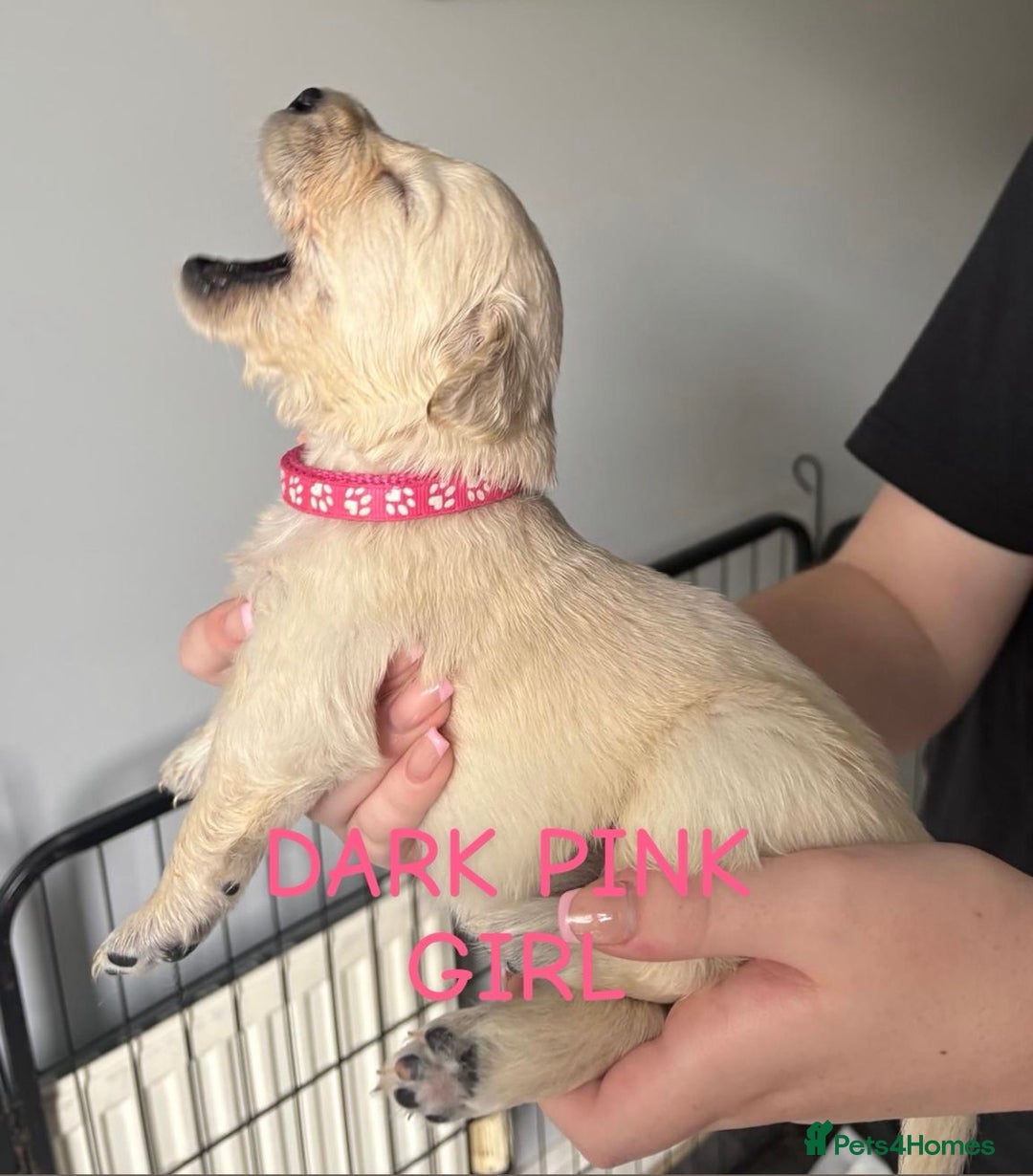 Golden Retriever dogs for sale: Quality KC golden retriever puppies  - Image 8