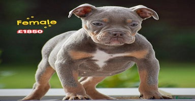 Olde English Bulldogge dogs - Advert 7