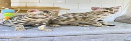 Bengal cats for sale: 🔥✨Pedigree TICA-Registered Bengals - Advert 1