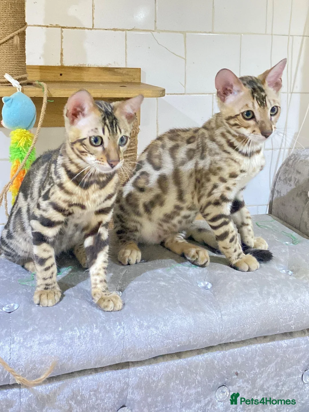 Bengal cats for sale: 🔥✨Pedigree TICA-Registered Bengals - Advert 1