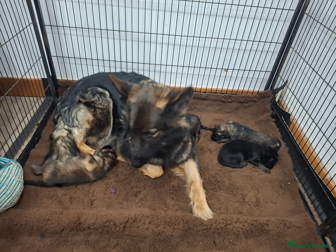 German Shepherd dogs for sale: Kennel club registered straight back GSD - Advert 10