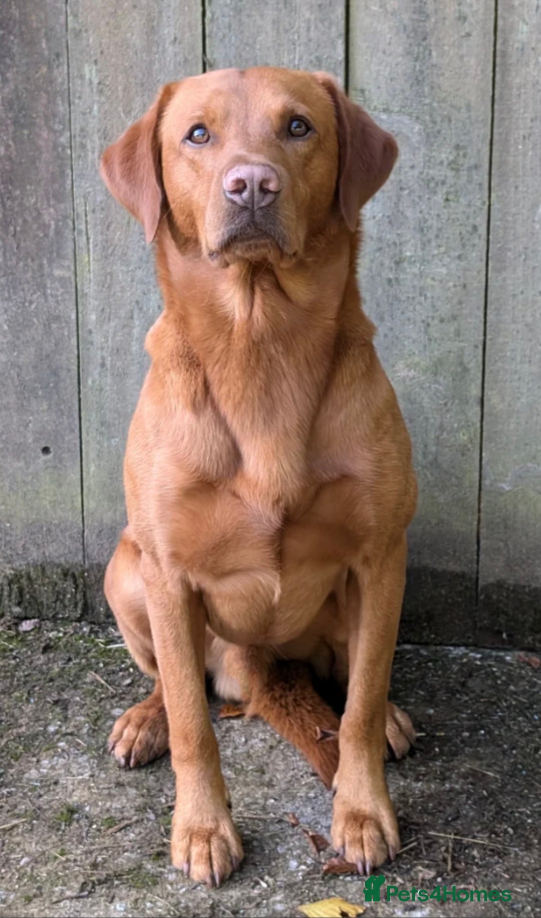 Labrador Retriever dogs for sale: Gorgeous Fox Red Labrador Puppies - Image 7