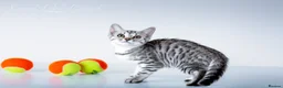 Bengal cats for sale: Rare Silver Bengal Kittens – Boy & Girl Available - Advert 5