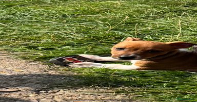 Jack Russell dogs - Advert 2