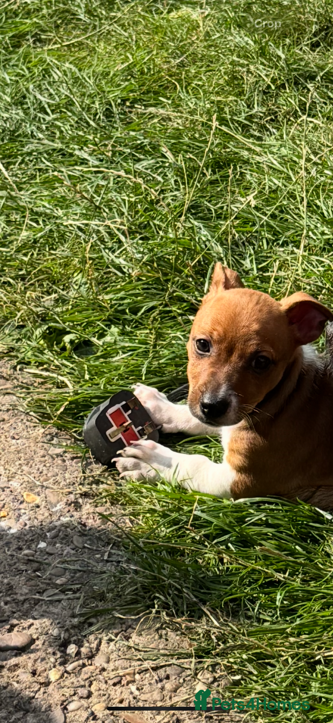 Jack Russell dogs for sale: Minature short haired Jack Russell puppys - Image 2