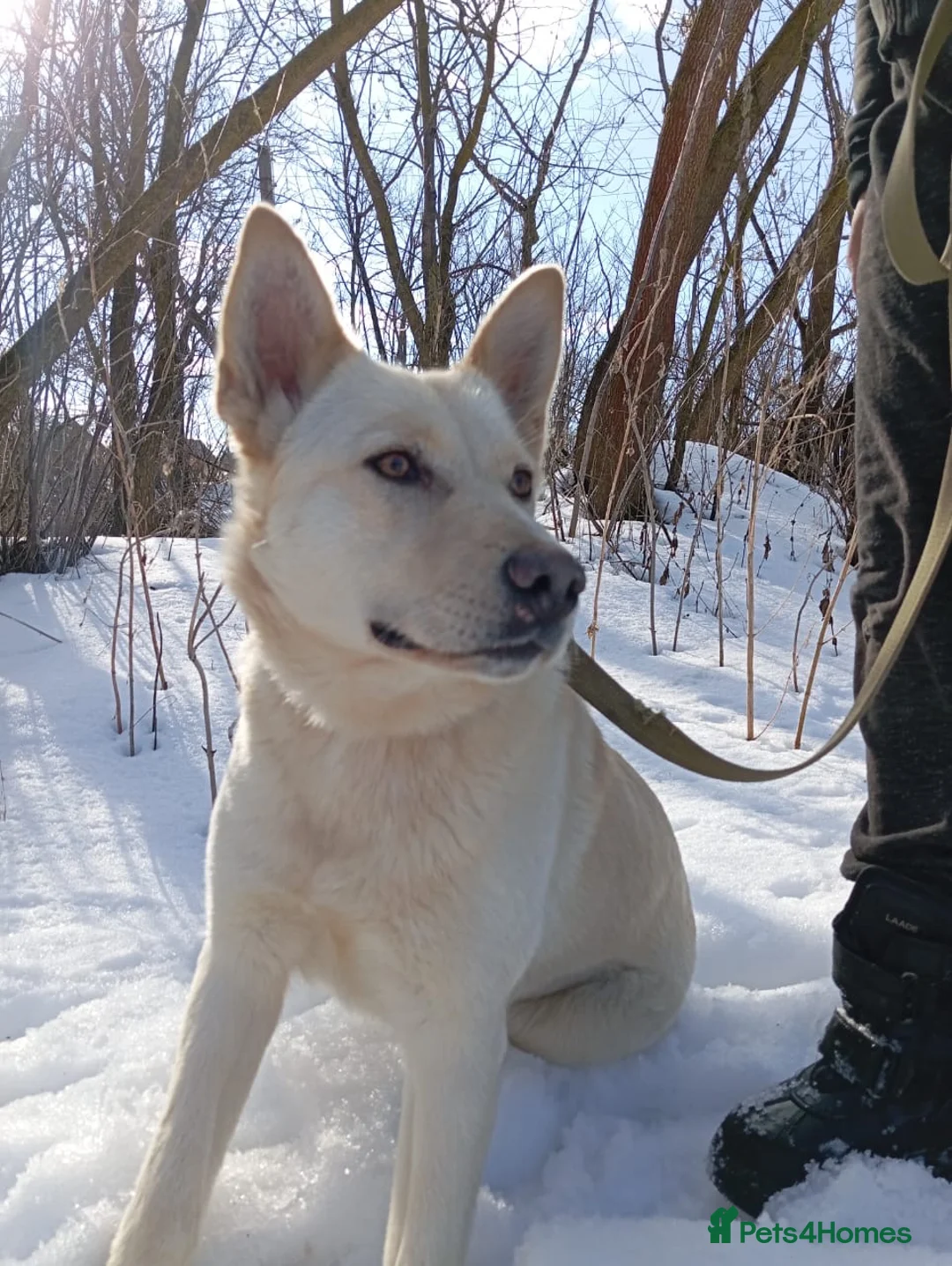 Mixed Breed dogs for adoption: ❤️🐶 MILADY – Gentle Giant With A Tender Heart 🐶 in Burton-on-Trent - Advert 1