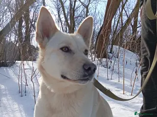 Mixed Breed dogs ❤️🐶 MILADY – Gentle Giant With A Tender Heart 🐶 - Advert 3