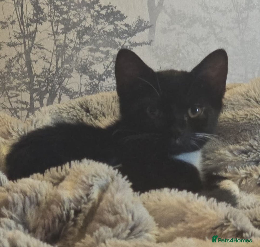 British Shorthair cats for sale: Female kitten - Image 1