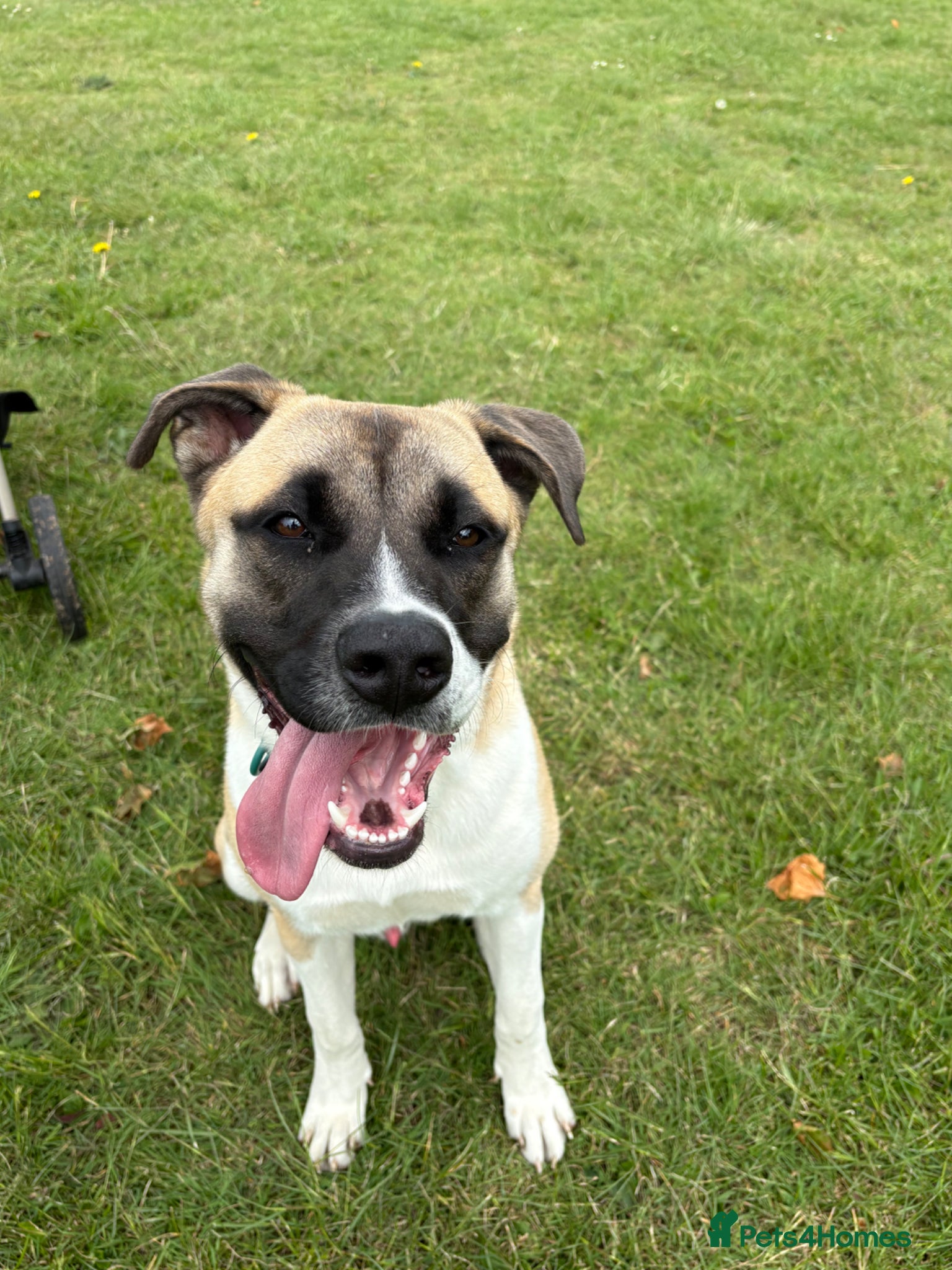 Mixed Breed dogs Max, 8 months old - Advert 6