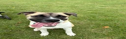 Mixed Breed dogs for sale: Max, 8 months old - Advert 1