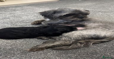 Shihpoo dogs Beautiful shihpoo puppies - Advert 13