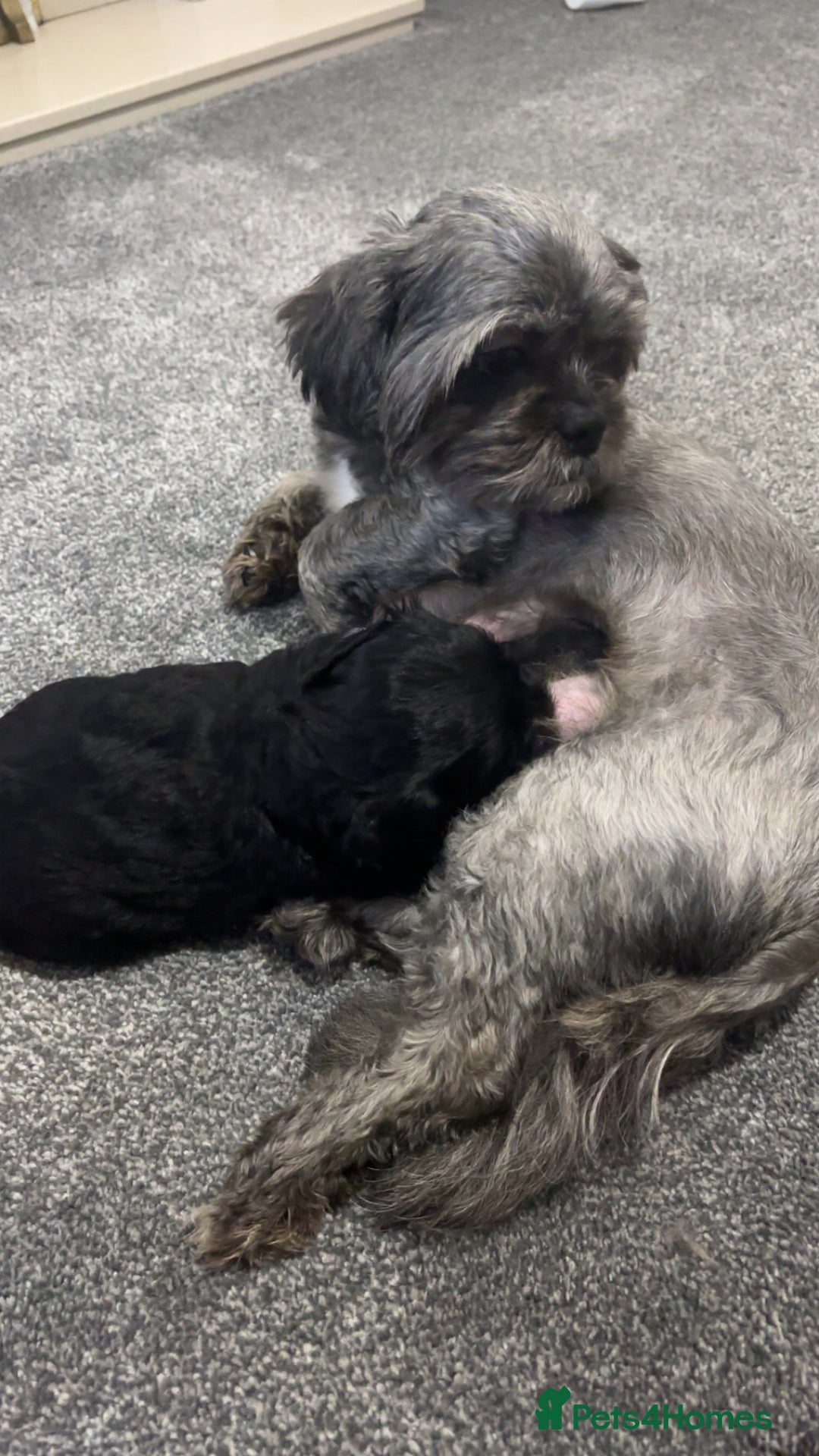 Shihpoo dogs for sale: Beautiful shihpoo puppies - Advert 2