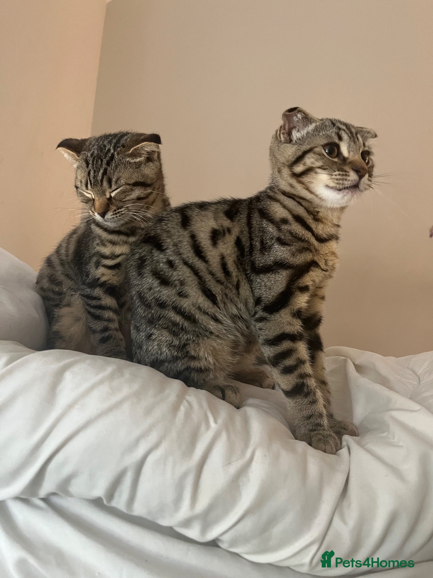 Bengal cats ❤️SCOTTISH FOLD + BENGAL CAT FOR SALE (FEMALE CAT) - Advert 1