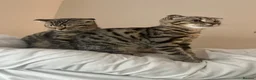 Bengal cats for sale: ❤️SCOTTISH FOLD + BENGAL CAT FOR SALE (FEMALE CAT) in High Wycombe - Advert 1
