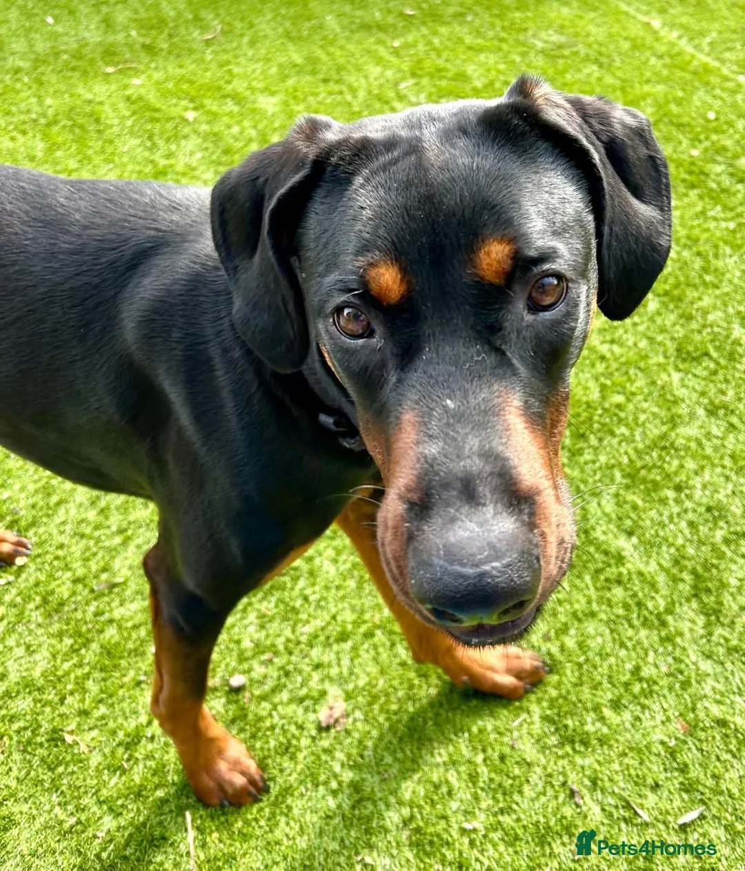 Mixed Breed dogs for adoption: For Adoption - Nova - Havant  in Havant - Advert 2