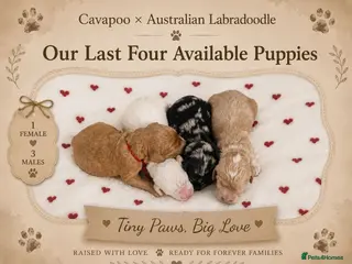 Cavapoo dogs Stunning Cavapoo x Australian Labradoodle puppies - Advert 9