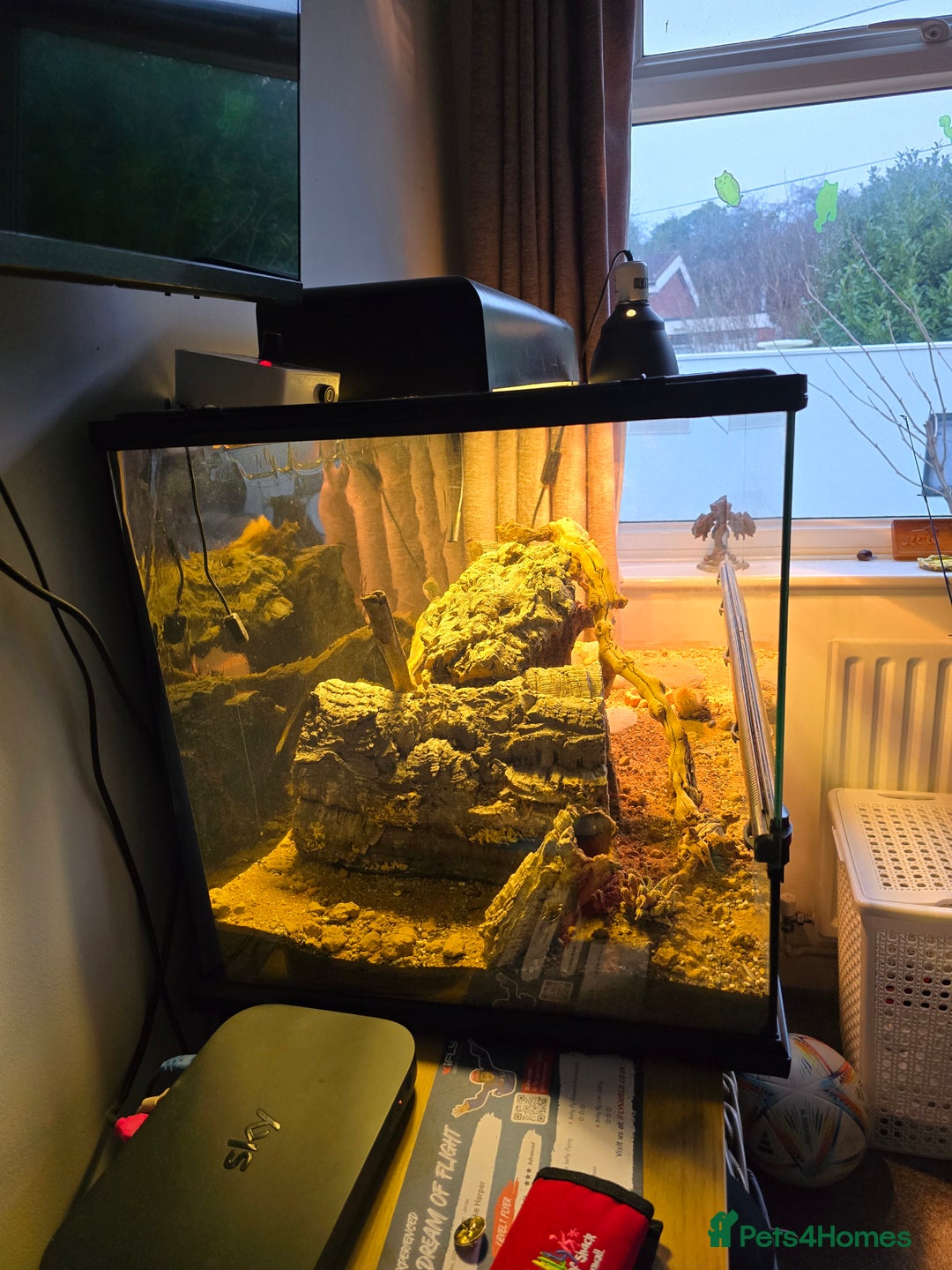 Gecko reptiles for sale: Crocodile Gecko and Vivarium for sale £130 - Advert 14