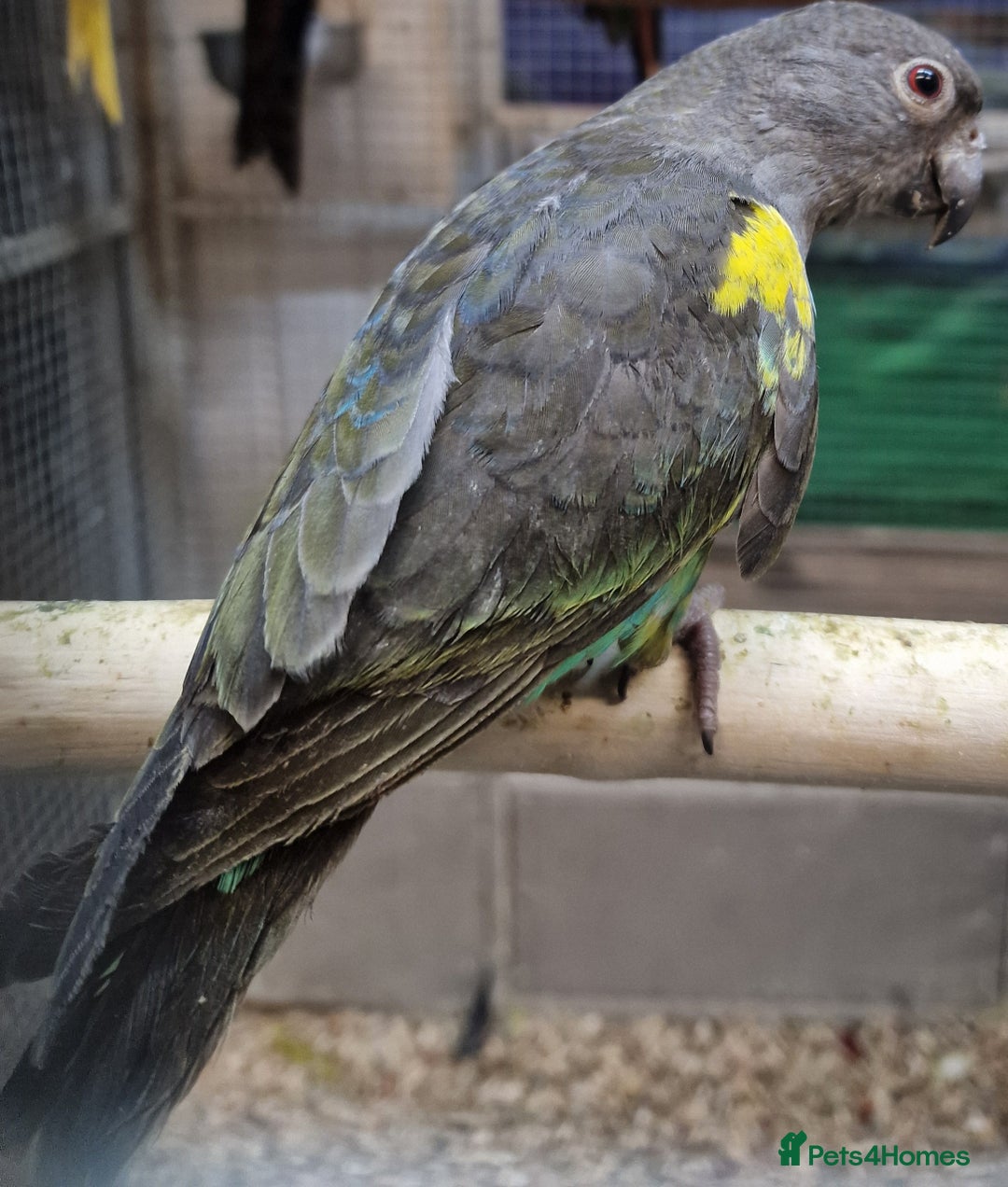 Parrots birds for sale: Stunning Parakeets/PARROTS - Advert 7