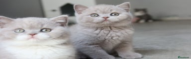 British Shorthair Kitten 3