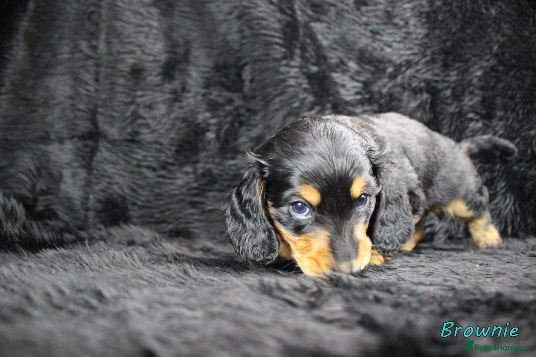 Miniature Dachshund dogs for sale: KC PRA Clear Mini Longhair Daxies – Dapple - Advert 3