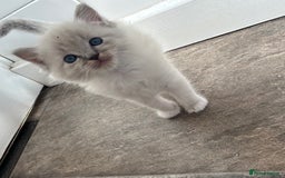 Ragdoll cats for sale: Amazing Ragdoll kittens 3 female 1 male - Image 6