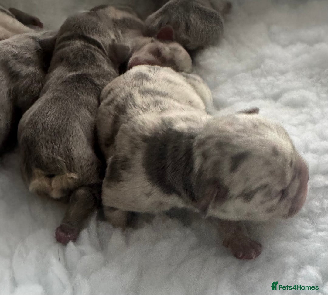 French Bulldog dogs for sale: Out standing french bulldogs merles carry fluffy - Advert 2