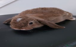 Mini Lop rabbits for sale: Mini lops rabbits - Image 1