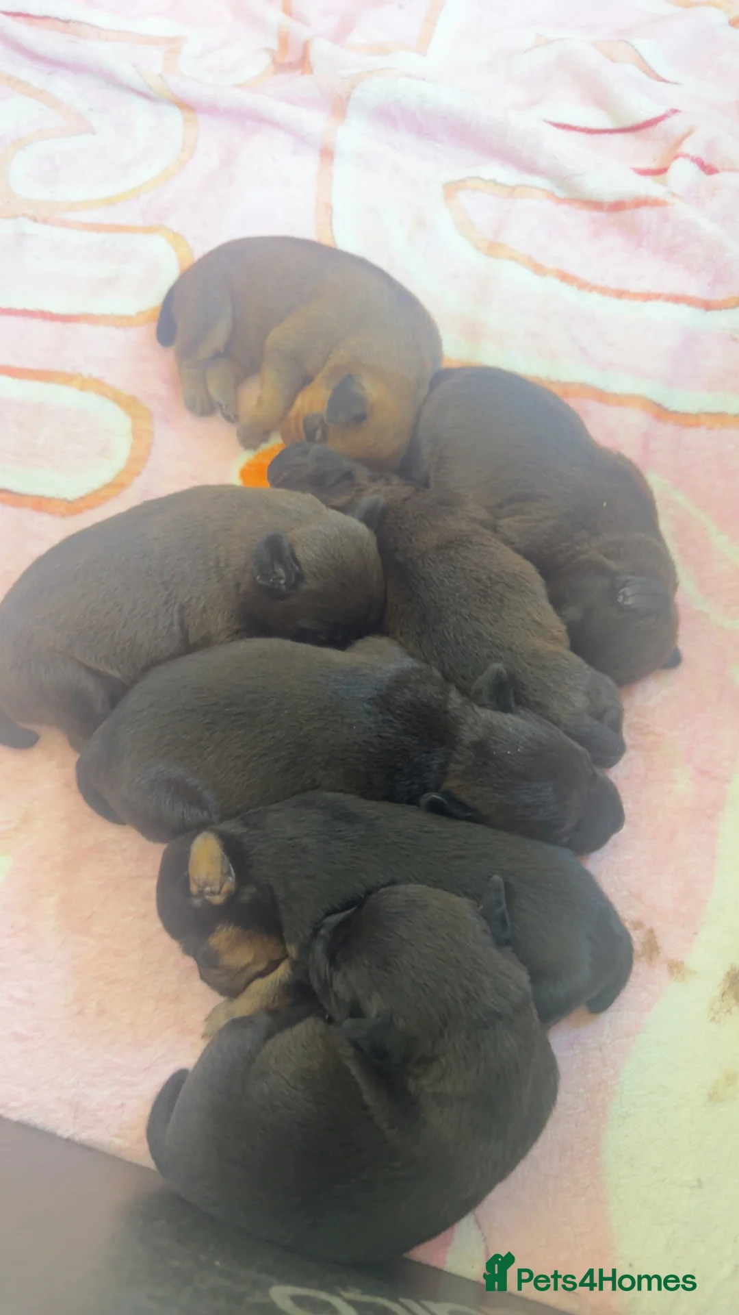 Mixed Breed dogs for sale: Patterdale x Lakeland terriers  in Doncaster - Advert 16
