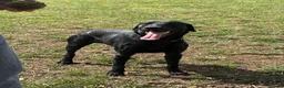 Labrador Retriever dogs for sale: 1 year old Labrador - Advert 14