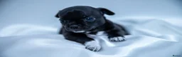 Chihuahua dogs for sale: 🌟 Exceptional Smooth-Coat Chihuahua Girls  - Advert 24